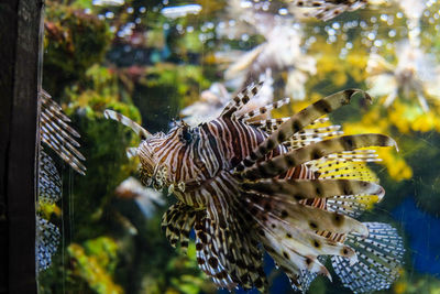 Close-up of lionfish swimming in fish tank at aquarium