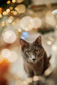 Close-up portrait of cat