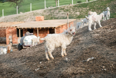 Sheep standing in a field