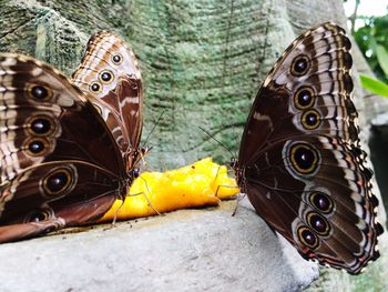 Close up of butterfly