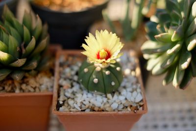 Close-up of succulent plant in pot