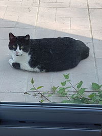 Portrait of a cat on window