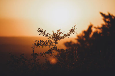 Silhouette plants against sky during sunset