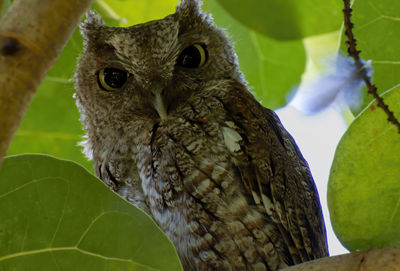 Close-up of owl perching on tree