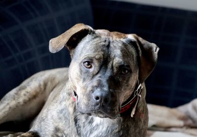 Close-up portrait of dog relaxing at home