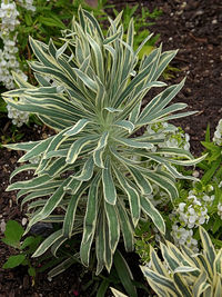 Close-up of leaves