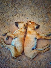 High angle view of two dogs resting