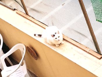 High angle view portrait of white cat