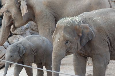 Close-up of elephant