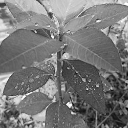 Close-up of water drops on leaves