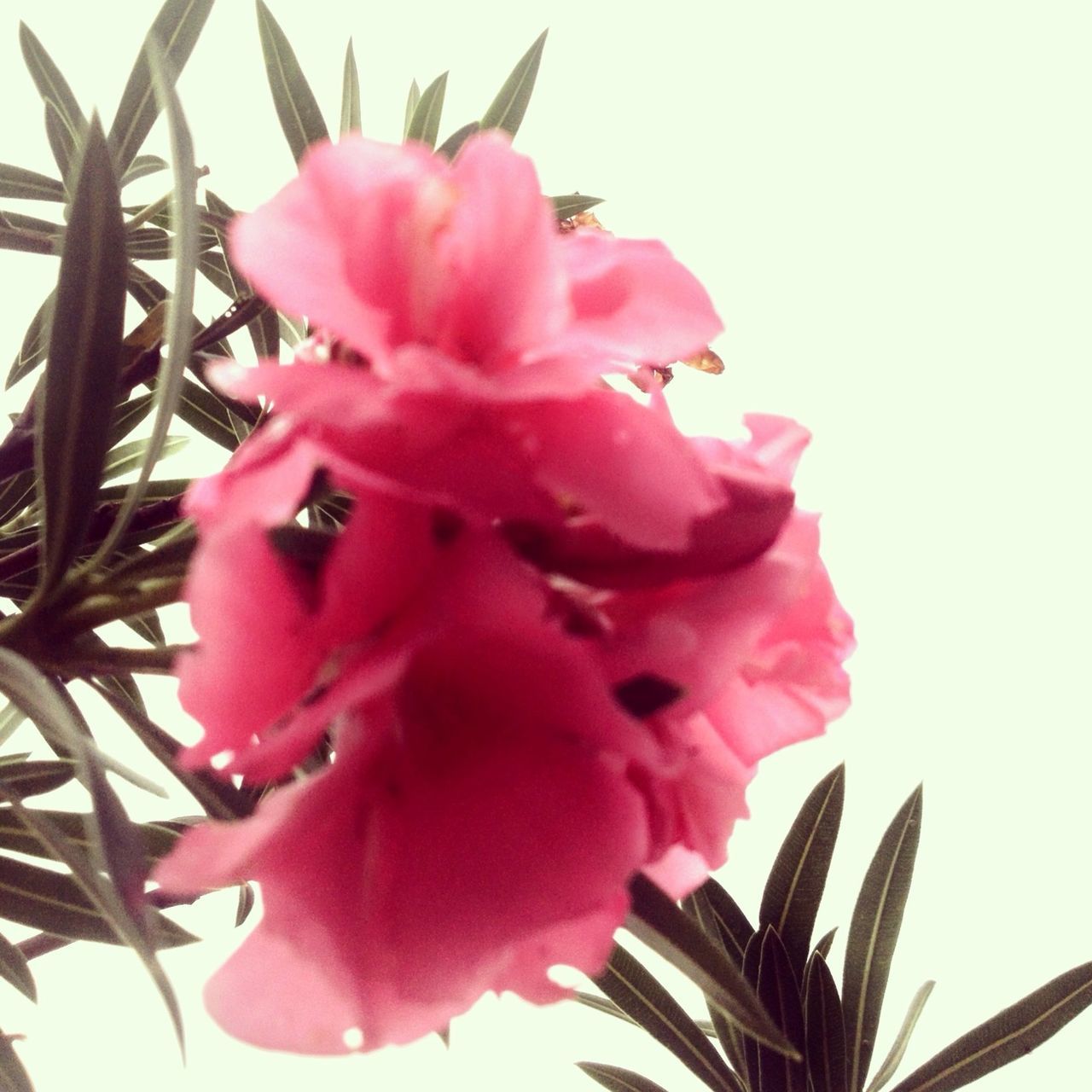 flower, freshness, petal, fragility, flower head, growth, beauty in nature, pink color, low angle view, blooming, close-up, nature, plant, clear sky, in bloom, red, leaf, blossom, focus on foreground, day