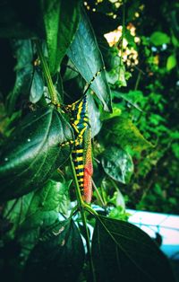 Close-up of insect on leaf