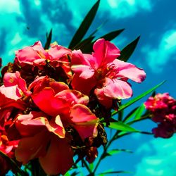 Close-up of pink bougainvillea blooming against sky