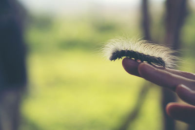 Close-up of hand holding caterpillar