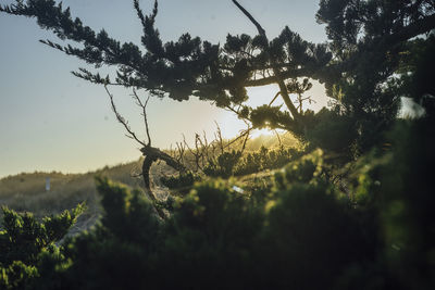 Close-up of plants against sky during sunset