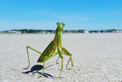 Praying mantis on field against sky
