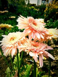 Close-up of orange dahlia