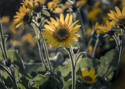 Close-up of yellow flowering plant on field