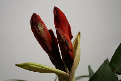 Close-up of red flowering plant