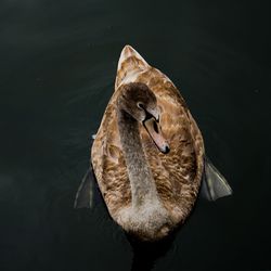 High angle view of swan swimming in lake