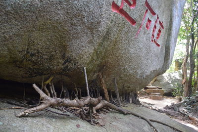 Close-up of tree trunk by rocks in forest