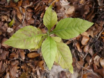 Close-up of fresh green leaves