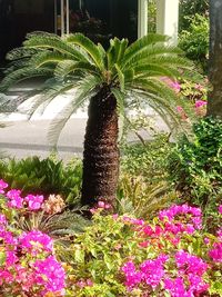 Pink flowering plants in park