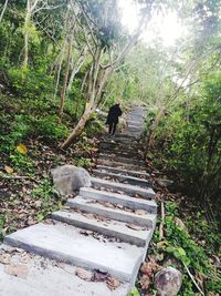 Man walking on steps amidst trees in forest