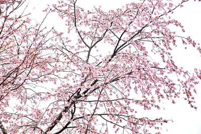 Low angle view of pink flower tree against sky