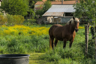 Horse on field against trees