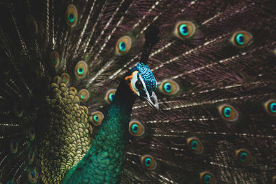 Close-up of peacock