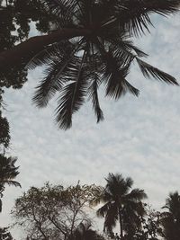 Low angle view of palm tree against sky