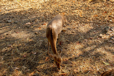 High angle view of deer on field