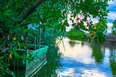 Scenic view of lake by trees