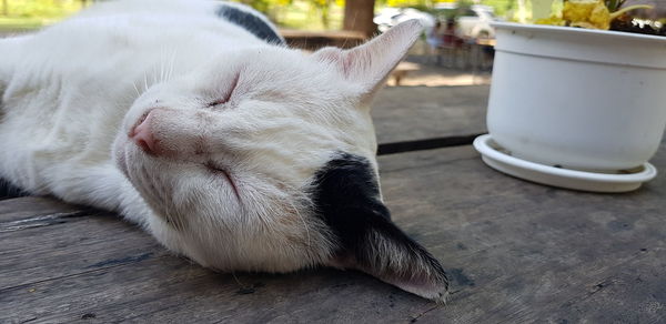 Close-up of a cat resting on floor