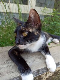 Close-up portrait of a cat