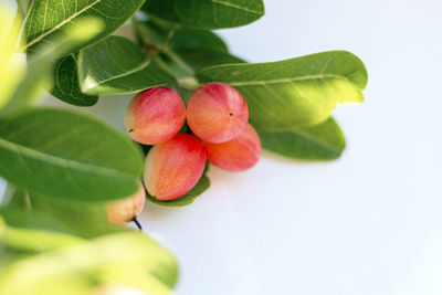 Close-up of fruits on tree