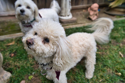 Portrait of white dog on grass