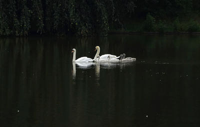 Swan swimming in lake