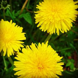 Close-up of yellow flower