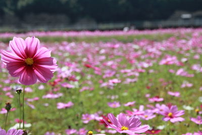 Close-up of pink cosmos flowers on field