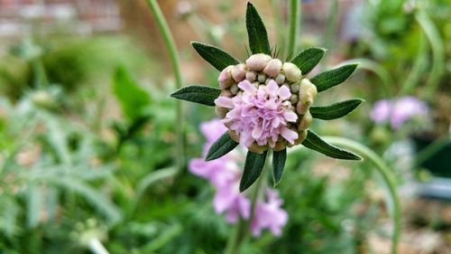 Close-up of pink flower blooming in garden