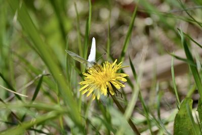 Close-up of butterfly pollinating on yellow flower