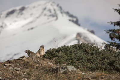 Awakening marmots