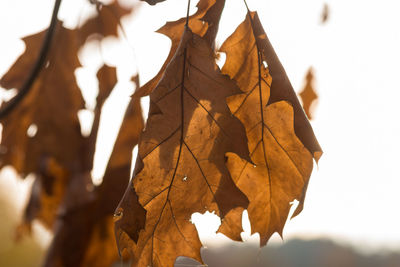 Close-up of dry maple leaves on tree