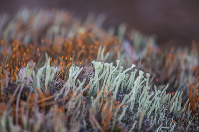Beautiful closeup of a moss growing in natural habitat in swamp. scenery of a wetland flora.