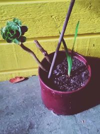 Close-up of potted plant on table