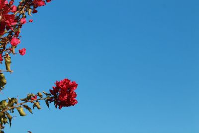 Low angle view of red flowers against clear blue sky