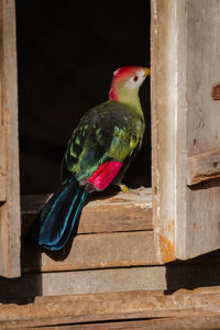 Close-up of parrot perching on wood