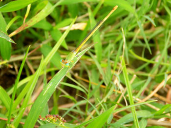 Close-up of insect on grass